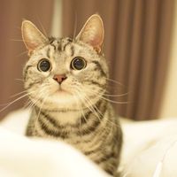 snsmatome