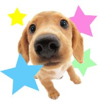 오리지널 사운드 - 퍼피팝