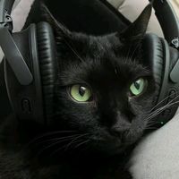 original sound - gherp