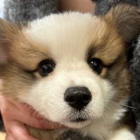 pump_corgi