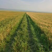 radjabov_477