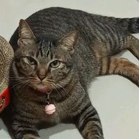 taotao_catwoman