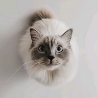 suara asli - 🙈