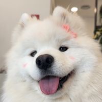 samoyed_gaeul
