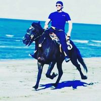 horse__nature