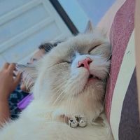 suara asli - Queen👑