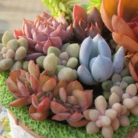 原声 - CINDY CINDY 1