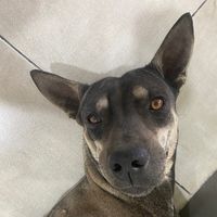 parv_5847