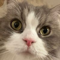 nekox4ch