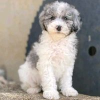 homeofpuppies