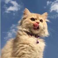suara asli - IM'Omzal'411✧