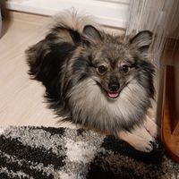 spitz.rik