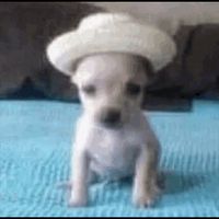 inu_el_perro