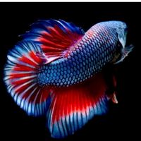 original sound - BETTA  Black