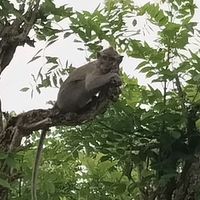 suara asli - niva belanja hepy