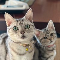 meowringtone