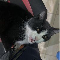 ellidelmogger