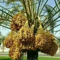 original sound - latarhaman