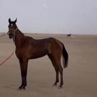 الصوت الأصلي - حكايهـ🇬🇧💫.