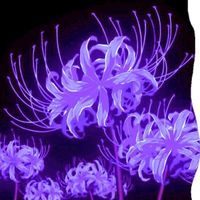 មានអារម្មណ៍ Tena