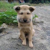 오리지널 사운드 - 응