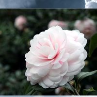 nhạc nền - 🌸 Lotus Music Tiktok ❄