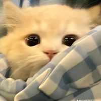 suara asli - ff neox