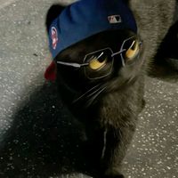 suara asli - .888toy