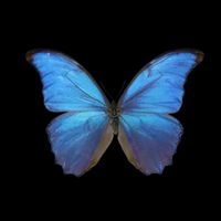 เสียงต้นฉบับ - 🦋