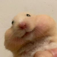 오리지널 사운드 - 아듀