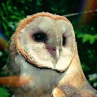 stolarhan.goetia.oficial