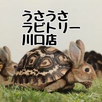 usausakawaguchi