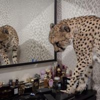 الصوت الأصلي