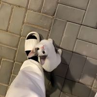 meday333