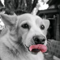 thrrmasakidci