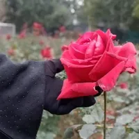 original sound - shehzadi_.237