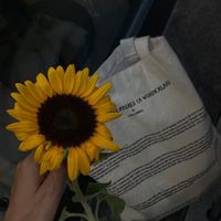 nhạc nền - meooedit