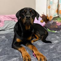 osiitaa_rott
