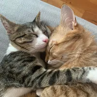 Тимон на работе