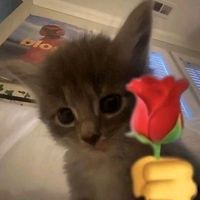 เสียงต้นฉบับ - silly kitten:3