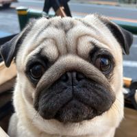 634_pug