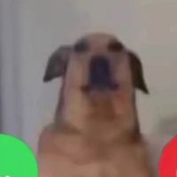 orijinal ses