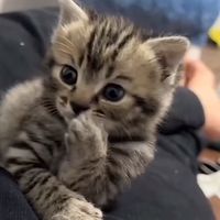 Dash is famous