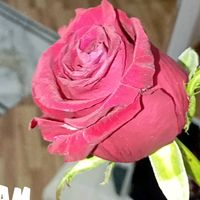 zmr të lutem hape telefonin