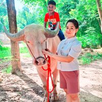 love_buffalo_thai