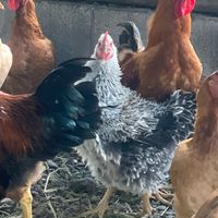 animal.market_bonao