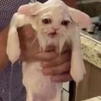 ぐぅちゃんのおふろたいむ