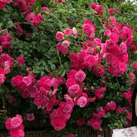 nhạc nền - văn thuấn