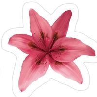 pinknwhitefblond