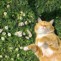 suara asli - hihiho